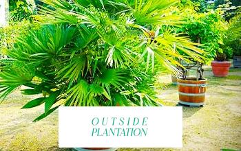OUTSIDE PLANTATION en vente privée chez INTERDIT AU PUBLIC